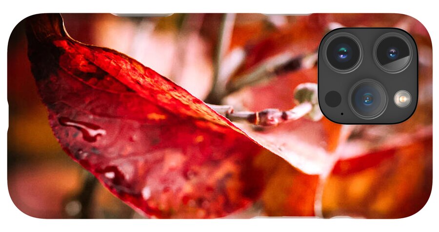 Red leaves  - Phone Case
