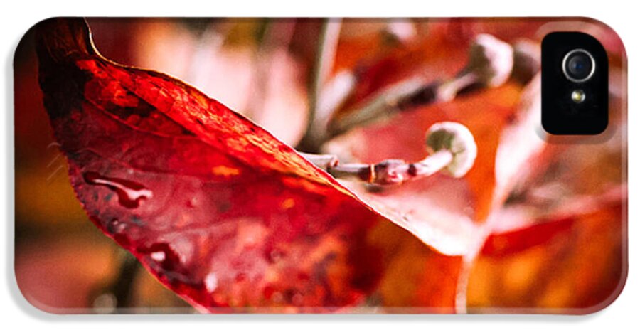 Red leaves  - Phone Case