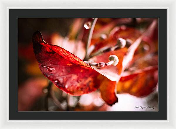 Red leaves  - Framed Print