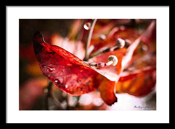 Red leaves  - Framed Print