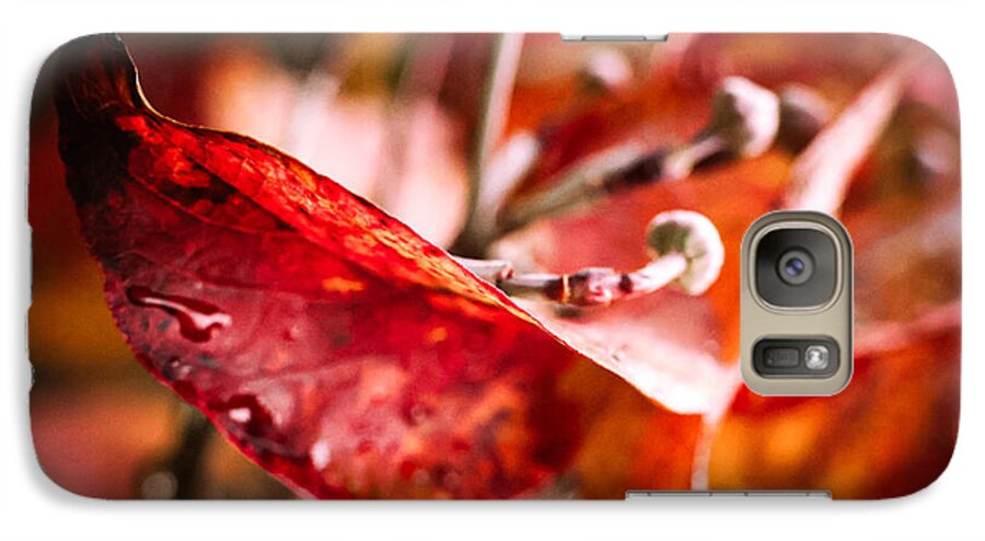 Red leaves  - Phone Case