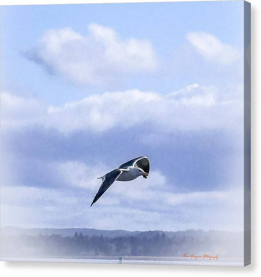 Seagal  - Canvas Print