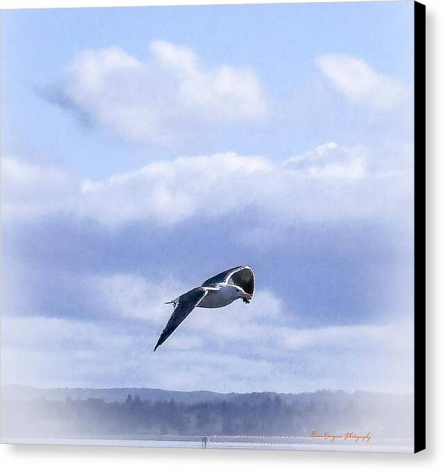 Seagal  - Canvas Print