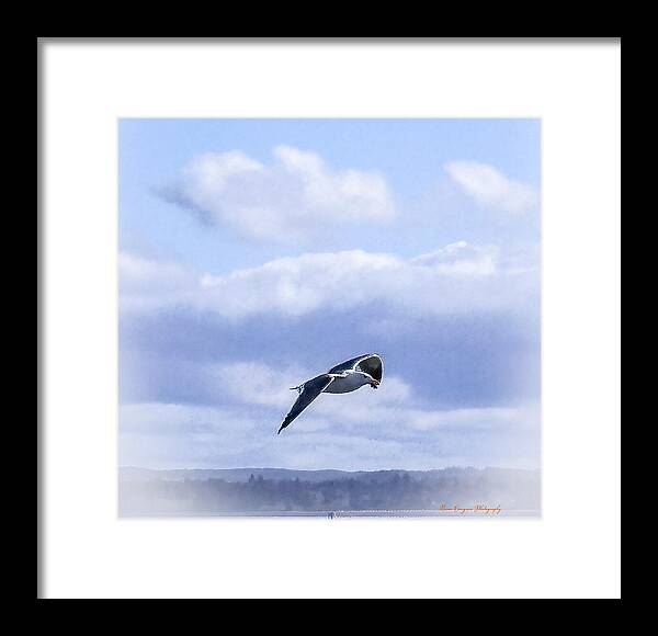 Seagal  - Framed Print