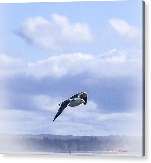 Seagal  - Acrylic Print