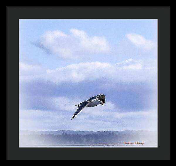 Seagal  - Framed Print