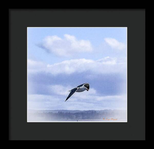Seagal  - Framed Print
