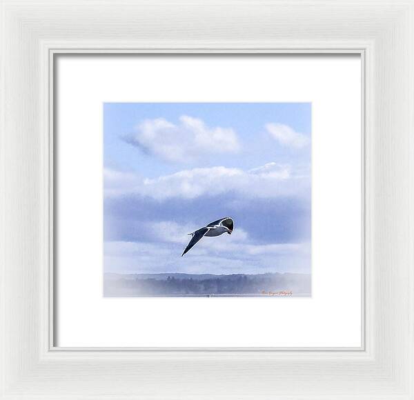 Seagal  - Framed Print
