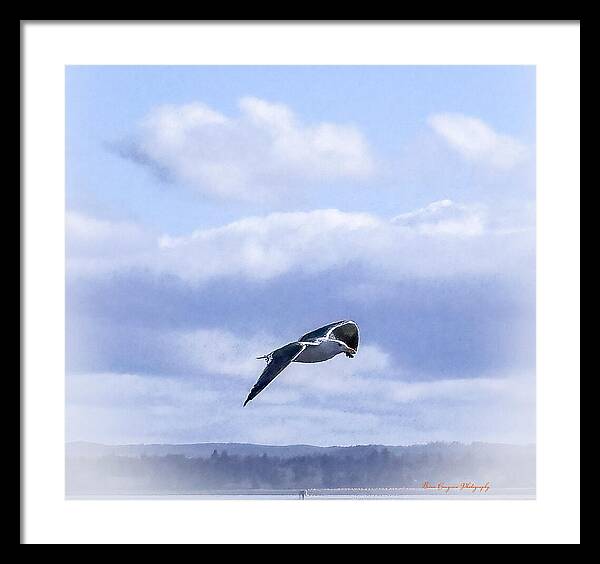 Seagal  - Framed Print