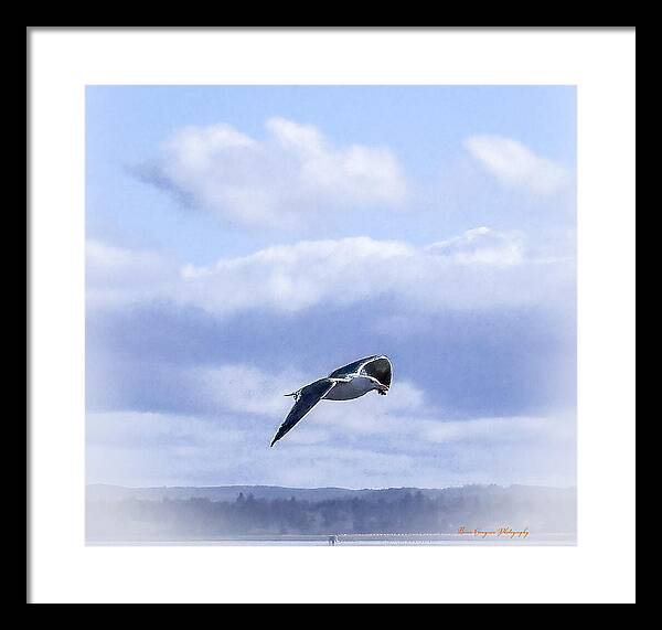 Seagal  - Framed Print
