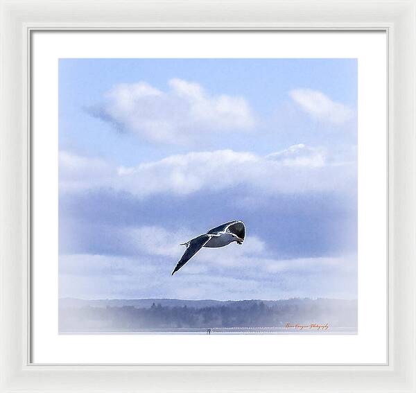Seagal  - Framed Print