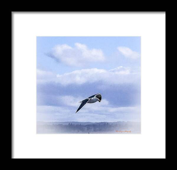 Seagal  - Framed Print