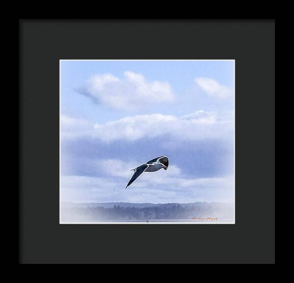 Seagal  - Framed Print