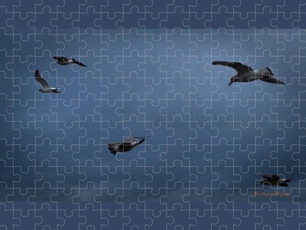 Seagulls in flight 2 - Puzzle