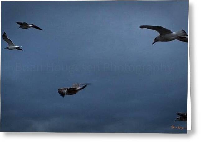Seagulls in flight 2 - Greeting Card