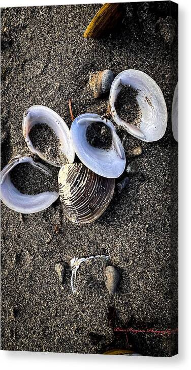 Seashells 6 - Canvas Print