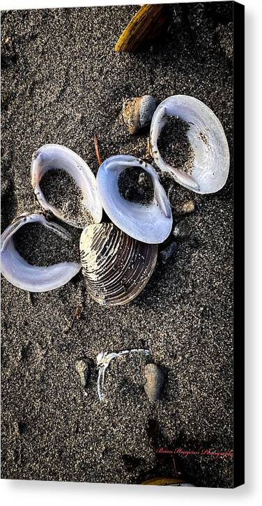 Seashells 6 - Canvas Print