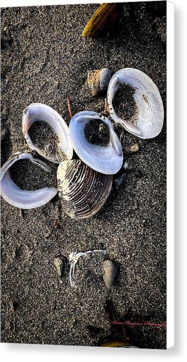 Seashells 6 - Canvas Print
