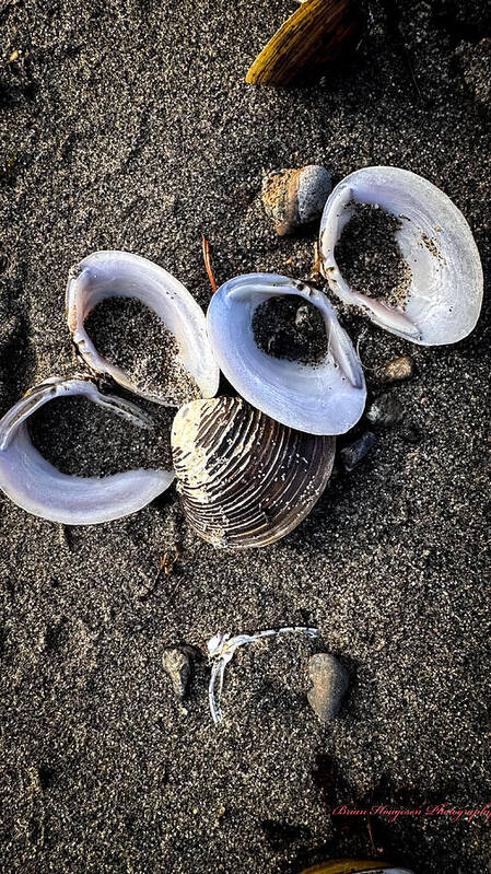 Seashells 6 - Art Print