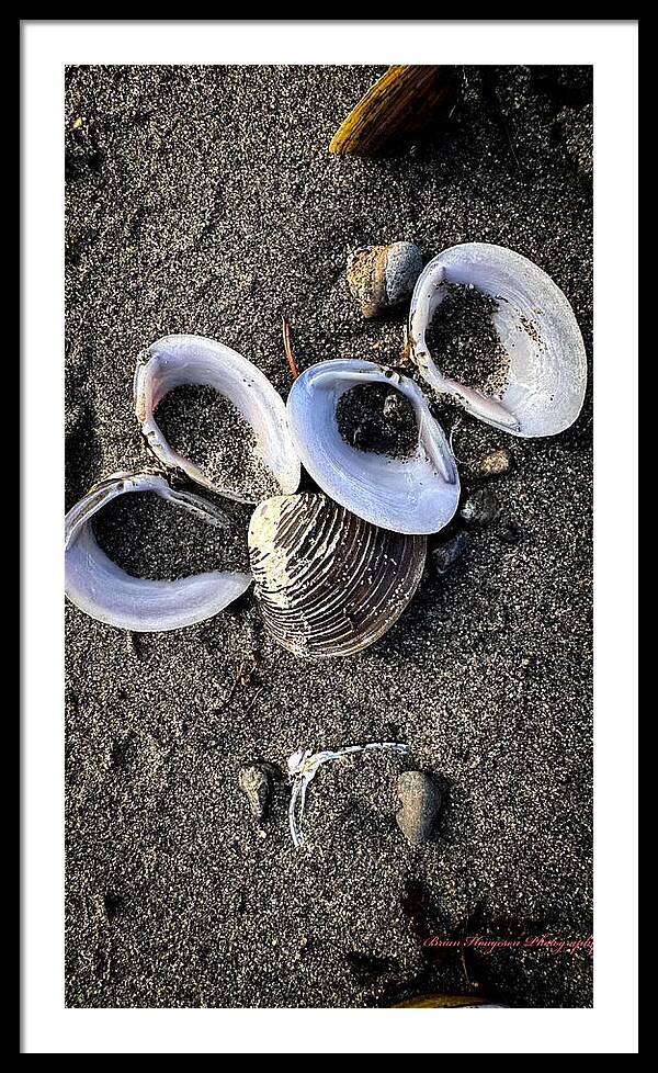 Seashells 6 - Framed Print