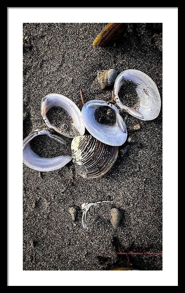 Seashells 6 - Framed Print