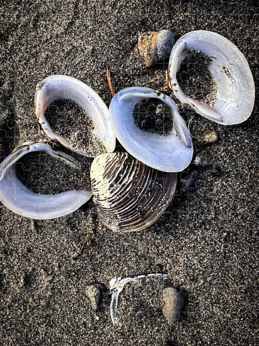 Seashells 6 - Puzzle
