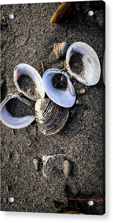 Seashells 6 - Acrylic Print
