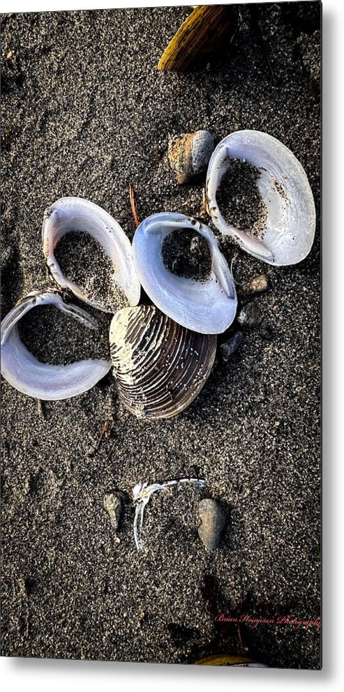 Seashells 6 - Metal Print