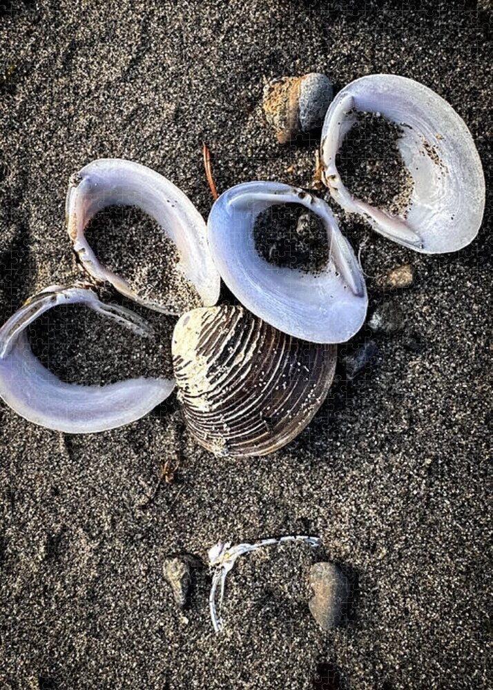Seashells 6 - Puzzle