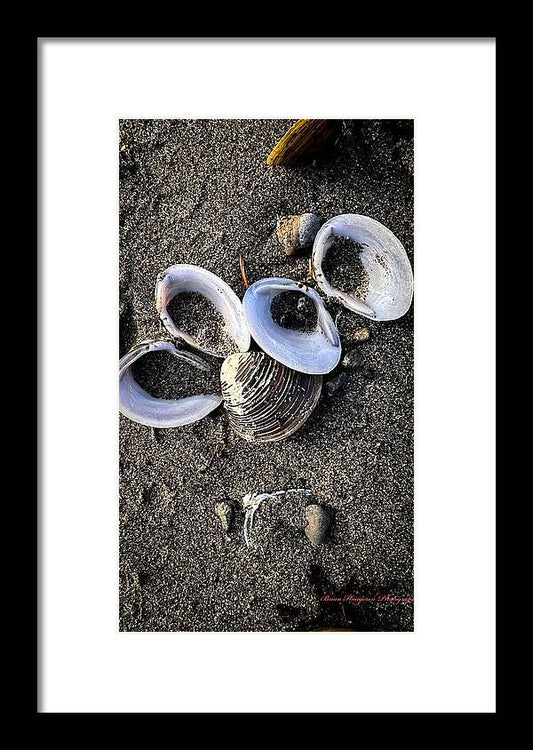 Seashells 6 - Framed Print