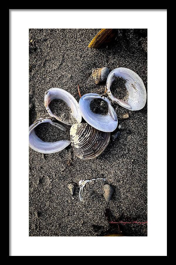 Seashells 6 - Framed Print