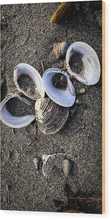 Seashells 6 - Wood Print