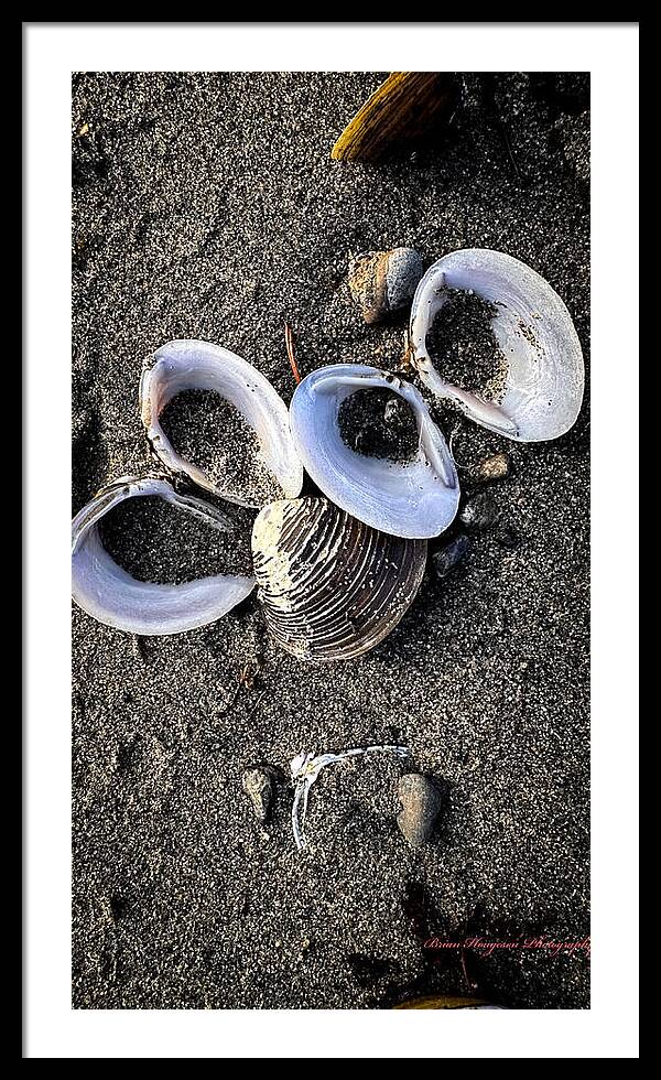 Seashells 6 - Framed Print
