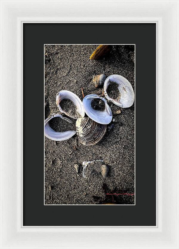 Seashells 6 - Framed Print