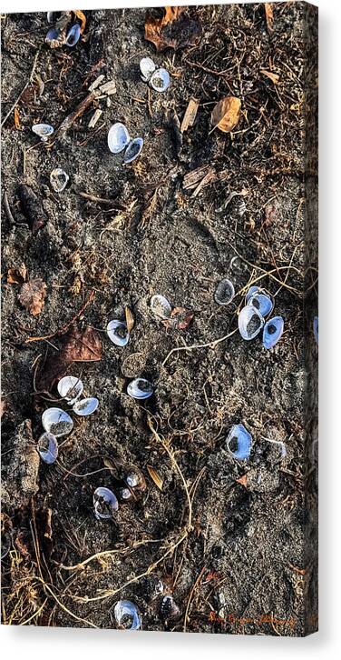 Seashells on the beach - Canvas Print