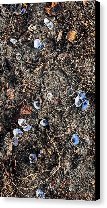 Seashells on the beach - Canvas Print
