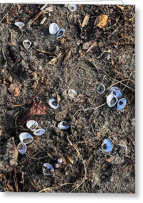Seashells on the beach - Greeting Card