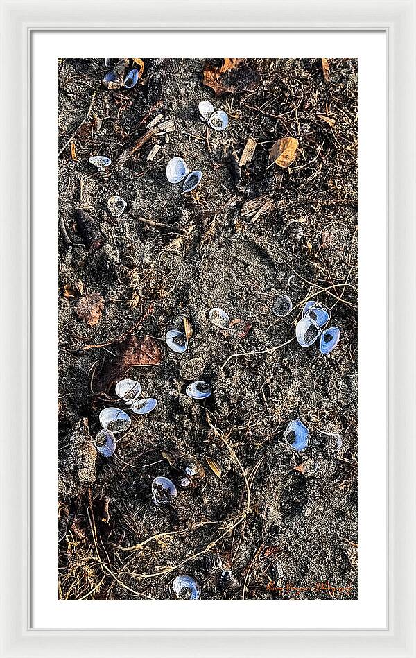 Seashells on the beach - Framed Print