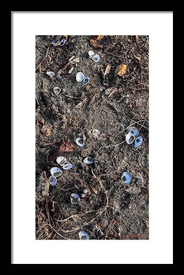 Seashells on the beach - Framed Print