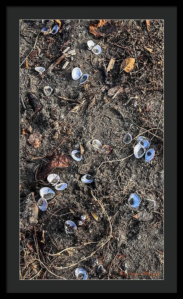 Seashells on the beach - Framed Print