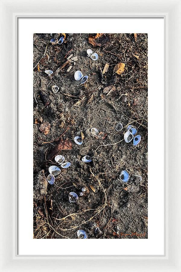 Seashells on the beach - Framed Print
