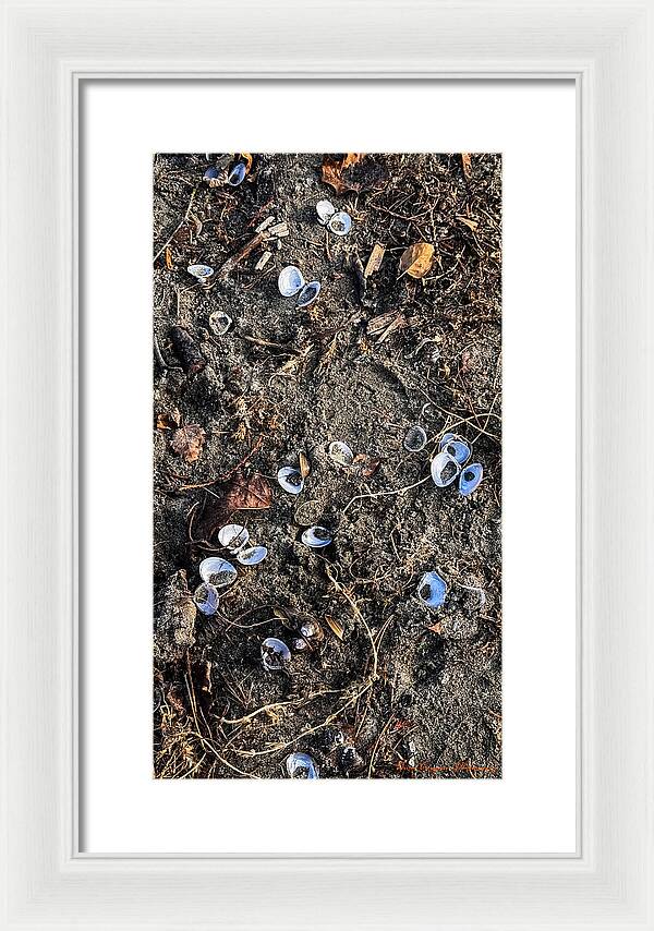Seashells on the beach - Framed Print
