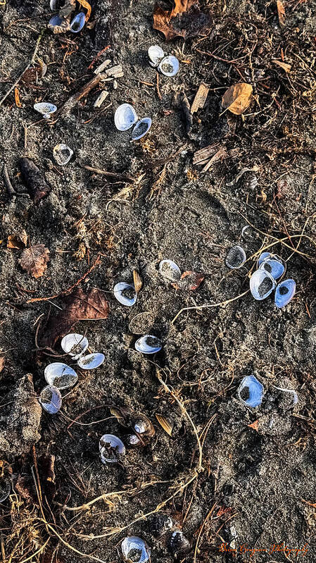 Seashells on the beach - Art Print