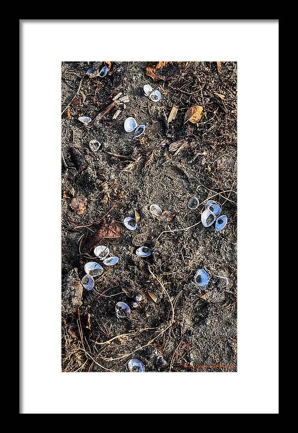 Seashells on the beach - Framed Print