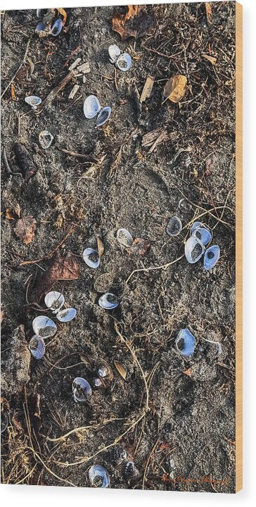 Seashells on the beach - Wood Print