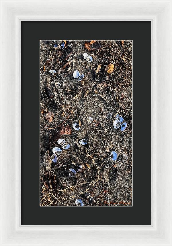 Seashells on the beach - Framed Print