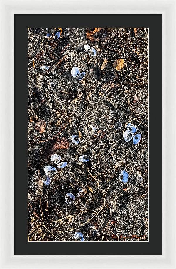 Seashells on the beach - Framed Print