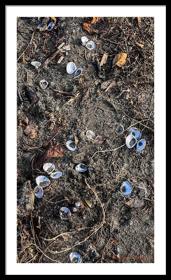 Seashells on the beach - Framed Print