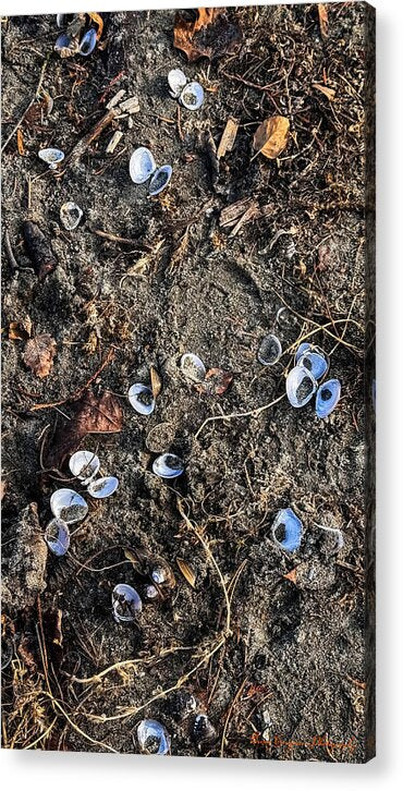 Seashells on the beach - Acrylic Print