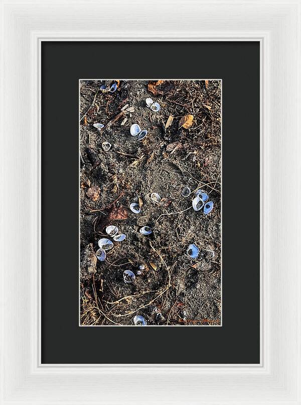 Seashells on the beach - Framed Print